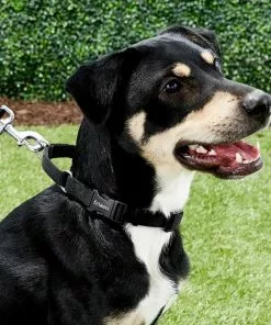 Frisco Solid Nylon Martingale Dog Collar with Buckle -Pet Food Gear Shop 139159 PT2. SY630 V1620069759