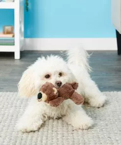 Frisco Plush Squeaking Bear Dog Toy -Pet Food Gear Shop 146979 PT1. SY630 V1539205036