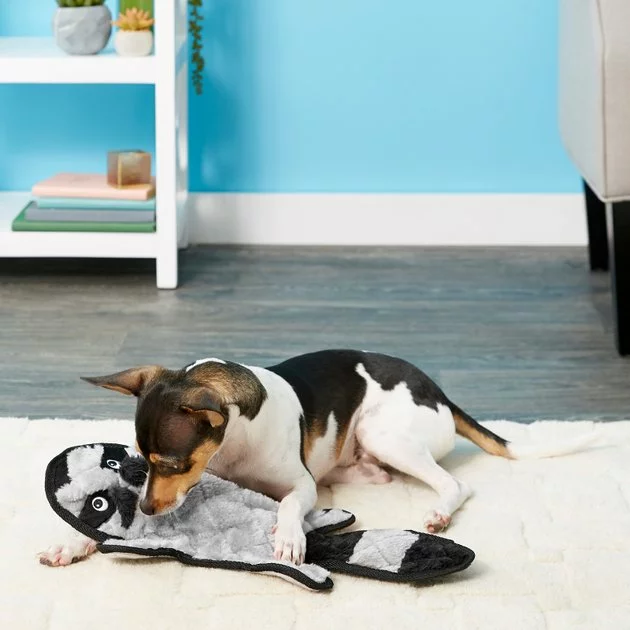 Frisco Flat Plush Squeaking Raccoon Dog Toy 5 Frisco Flat Plush Squeaking Raccoon Dog Toy - Image 3