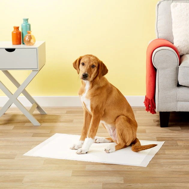 Frisco Dog Training Pads, 21 x 30-in, 30 count, Floral Scented 9 Frisco Dog Training Pads, 21 x 30-in, 30 count, Floral Scented - Image 7