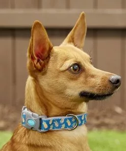 Frisco Patterned Neoprene Dog Collar -Pet Food Gear Shop 156845 PT2. SY630 V1620166934