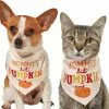 Frisco Mommy's Lil Pumpkin Dog & Cat Bandana -Pet Food Gear Shop 158936 MAIN. SY630 V1633068697