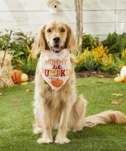 Frisco Mommy's Lil Pumpkin Dog & Cat Bandana -Pet Food Gear Shop 158936 PT4. SY630 V1633064807