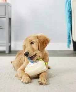 Frisco Plush Birthday Cake Slice with Squeaker Dog Toy -Pet Food Gear Shop 162906 PT2. SY630 V1565379438