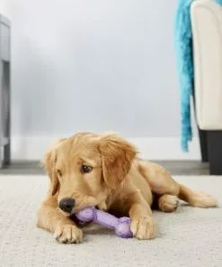 Frisco Birthday TPR Bone Dog Toy, Purple -Pet Food Gear Shop 162911 PT2. SY630 V1566499027