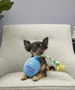 Frisco Birthday Balloon Dog Toy -Pet Food Gear Shop 177805 PT2. SY630 V1573492815