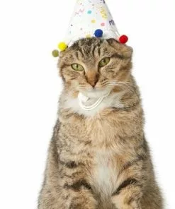 Frisco Confetti Dog & Cat Birthday Hat -Pet Food Gear Shop 191274 PT2. SY630 V1582053206