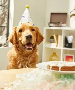 Frisco Confetti Dog & Cat Birthday Hat -Pet Food Gear Shop 191274 PT5. SY630 V1582053252