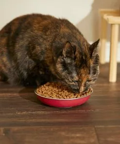 Frisco Heavy Duty Non-Skid Saucer Cat Bowl 13 Frisco Heavy Duty Non-Skid Saucer Cat Bowl -Pet Food Gear Shop 204461 PT6. SY630 V1599082292