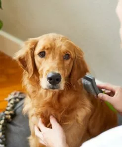 Frisco Self-Cleaning Slicker Dog Brush -Pet Food Gear Shop 206863 PT8. SY630 V1600915991