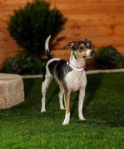 Frisco Solid Polyester Reflective Dog Collar 13 Frisco Solid Polyester Reflective Dog Collar -Pet Food Gear Shop 212775 PT5. SY630 V1628877724