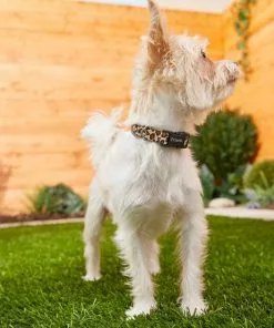 Frisco Leopard Print Polyester Dog Collar 9 Frisco Leopard Print Polyester Dog Collar -Pet Food Gear Shop 213742 PT3. SY630 V1583359980