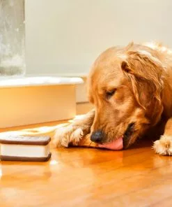 Frisco Ice Cream Sandwich & Ice Cream Cone Latex Dog Toy, 2-pack -Pet Food Gear Shop 213840 PT8. SY630 V1600488499