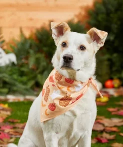 Frisco Whimsical Halloween Dog & Cat Bandana -Pet Food Gear Shop 215651 PT8. SY630 V1599006373