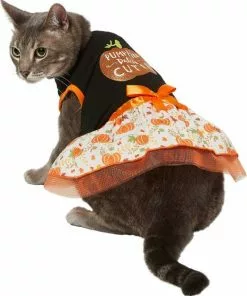 Frisco Pumpkin Patch Cutie Dog & Cat Dress -Pet Food Gear Shop 215783 PT2. SY630 V1632417114