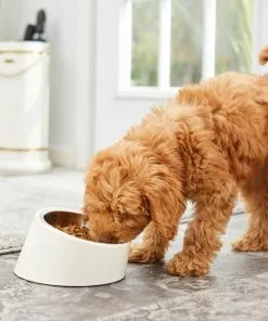 Frisco Slanted Stainless Steel Bowl -Pet Food Gear Shop 216028 PT7. SY630 V1605653233