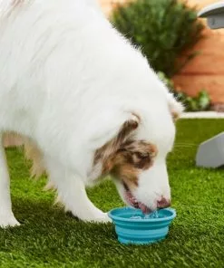 Frisco Silicone Collapsible Travel Bowl Set, 3 count, 1.5 Cups 11 Frisco Silicone Collapsible Travel Bowl Set, 3 count, 1.5 Cups -Pet Food Gear Shop 216033 PT7. SY630 V1605661035