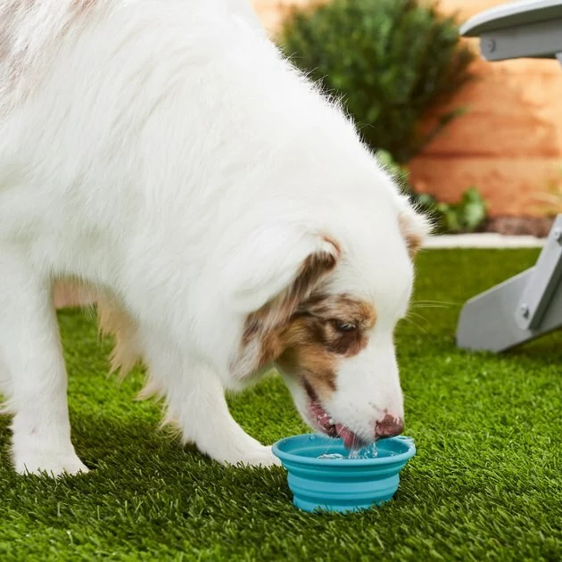 Frisco Silicone Collapsible Travel Bowl Set, 3 count, 1.5 Cups 7 Frisco Silicone Collapsible Travel Bowl Set, 3 count, 1.5 Cups - Image 5