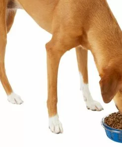 Frisco Chevron Design Glass Bowl with Silicone Sleeve, 4.25 Cups -Pet Food Gear Shop 216049 PT6. SY630 V1605654757