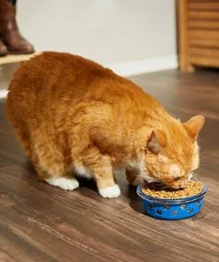 Frisco Cat Design Glass Bowl with Silicone Sleeve, 1.5 Cups 13 Frisco Cat Design Glass Bowl with Silicone Sleeve, 1.5 Cups -Pet Food Gear Shop 216057 PT7. SY630 V1605655021