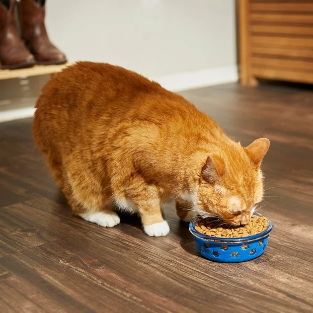 Frisco Cat Design Glass Bowl with Silicone Sleeve, 1.5 Cups 8 Frisco Cat Design Glass Bowl with Silicone Sleeve, 1.5 Cups - Image 6