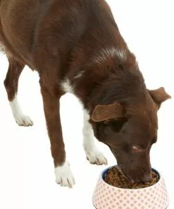 Frisco Southwest Melamine Bowl, 3 Cup -Pet Food Gear Shop 216064 PT6. SY630 V1605652321