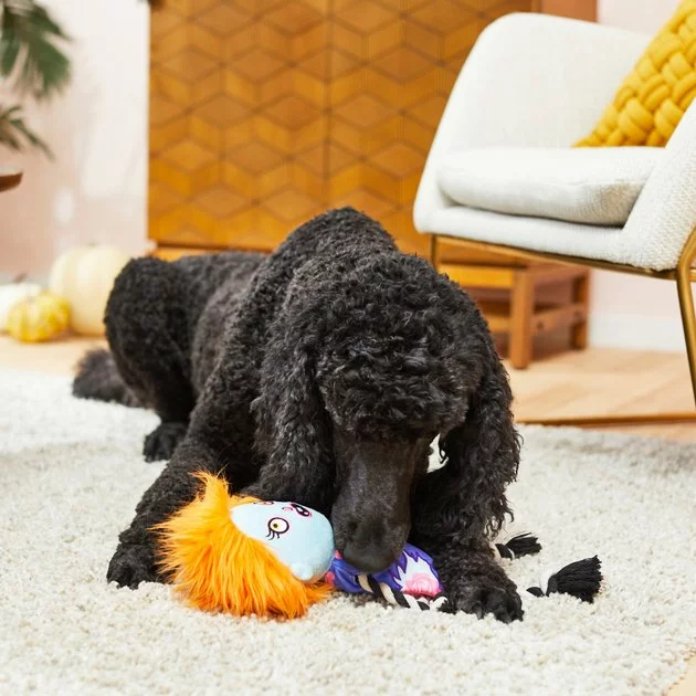 Frisco Zombie Girl Plush with Rope Squeaky Dog Toy 5 Frisco Zombie Girl Plush with Rope Squeaky Dog Toy - Image 3