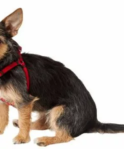 Frisco Nylon Step In Back Clip Dog Harness -Pet Food Gear Shop 220505 PT2. SY630 V1605571047