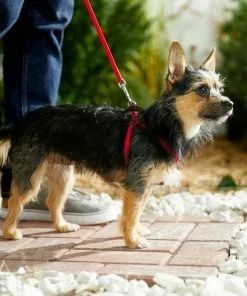 Frisco Nylon Step In Back Clip Dog Harness -Pet Food Gear Shop 220505 PT4. SY630 V1605583666