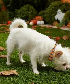 Frisco Monster Bash Polyester Dog Collar -Pet Food Gear Shop 226904 PT4. SY630 V1597685492