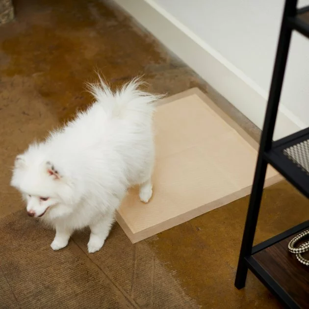 Frisco Large Eco-Conscious Dog Training & Potty Pads, 22 x 23-in, Unscented 7 Frisco Large Eco-Conscious Dog Training & Potty Pads, 22 x 23-in, Unscented - Image 5