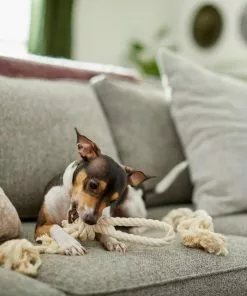 Frisco Double Knot Cotton Rope Dog Toy, 2 count -Pet Food Gear Shop 242155 PT2. SY630 V1605208728