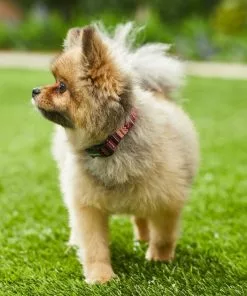 Frisco Red Boho Dog Collar 9 Frisco Red Boho Dog Collar -Pet Food Gear Shop 247035 PT3. SY630 V1606863749