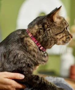 Frisco Red Boho Cat Collar -Pet Food Gear Shop 247054 PT4. SY630 V1606870053