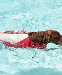 Frisco Rugged Dog Life Jacket -Pet Food Gear Shop 247878 PT8. SY630 V1616505716