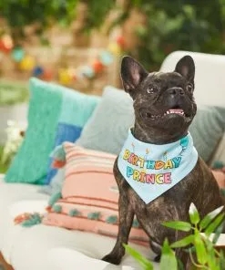 Frisco Birthday Prince Dog & Cat Bandana -Pet Food Gear Shop 248694 PT7. SY630 V1614031677