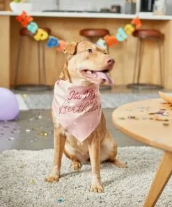Frisco It's My Birthday Dog & Cat Bandana, Pink -Pet Food Gear Shop 248702 PT5. SY630 V1633073795