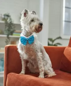 Frisco Polka Dot Dog & Cat Bow Tie, Teal 11 Frisco Polka Dot Dog & Cat Bow Tie, Teal -Pet Food Gear Shop 248715 PT7. SY630 V1614031654