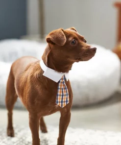 Frisco Plaid Dog & Cat Neck Tie, Orange & Blue -Pet Food Gear Shop 248737 PT7. SY630 V1614366222