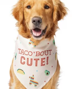 Frisco Taco 'Bout Cute Dog & Cat Bandana -Pet Food Gear Shop 249287 PT2. SY630 V1637727457