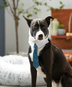 Frisco Stripes Dog & Cat Neck Tie -Pet Food Gear Shop 249301 PT7. SY630 V1614658926