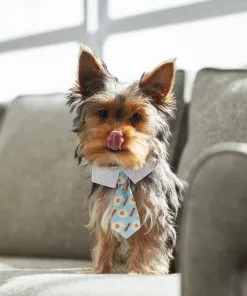 Frisco Brunch Dog & Cat Neck Tie 9 Frisco Brunch Dog & Cat Neck Tie -Pet Food Gear Shop 249305 PT7. SY630 V1614274998