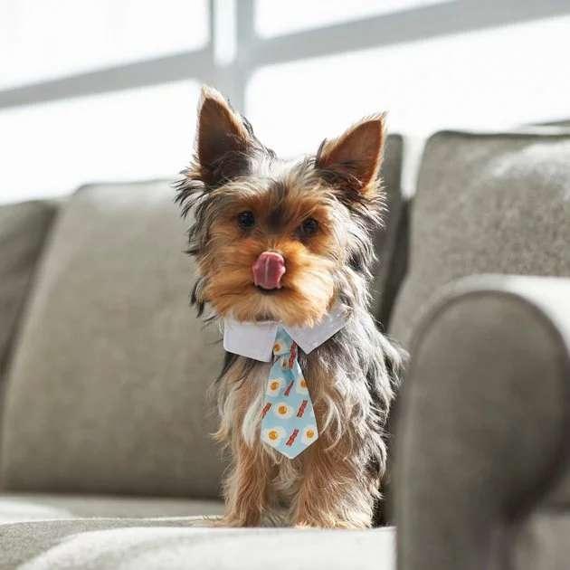 Frisco Brunch Dog & Cat Neck Tie 6 Frisco Brunch Dog & Cat Neck Tie - Image 4