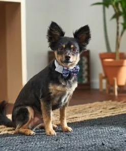 Frisco Floral Dog & Cat Bow Tie -Pet Food Gear Shop 249325 PT7. SY630 V1614275023