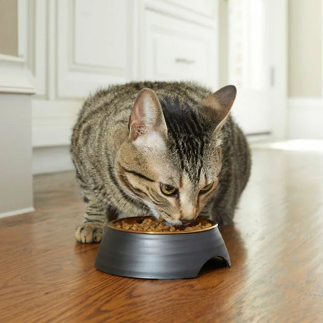 Frisco Matte Black Design Light Copper Stainless Steel Dog & Cat Bowl 5 Frisco Matte Black Design Light Copper Stainless Steel Dog & Cat Bowl - Image 3