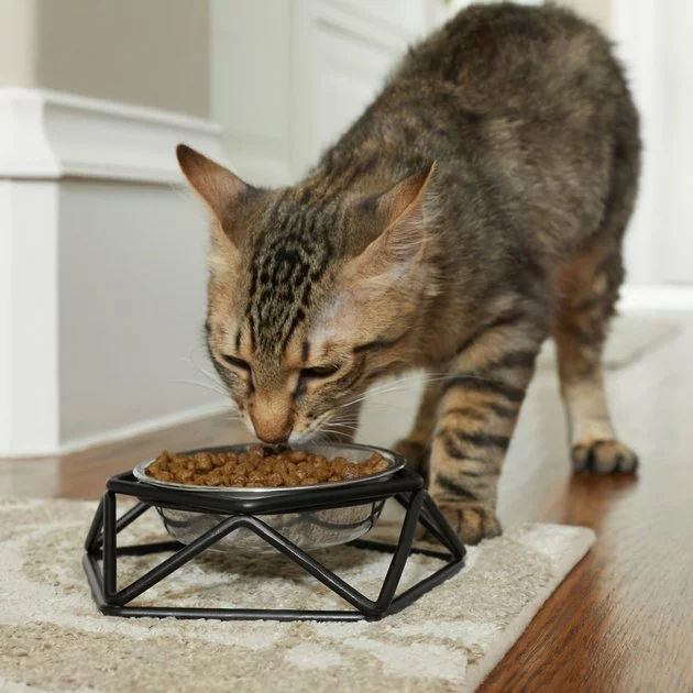 Frisco Elevated Stainless Steel Dog & Cat Bowl with Metal Stand 5 Frisco Elevated Stainless Steel Dog & Cat Bowl with Metal Stand - Image 3