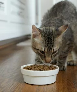 Frisco Gold Trim Melamine Dog & Cat Bowl, Cream -Pet Food Gear Shop 253062 PT2. SY630 V1616595766