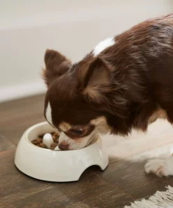 Frisco Melamine Slow Feed Dog & Cat Bowl with Gold Trim, Cream -Pet Food Gear Shop 253067 PT2. SY630 V1616597797