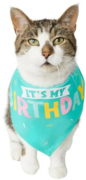 Frisco Happy Birthday Dog & Cat Crown & Frisco Dog & Cat Birthday Bandana, One Size 7 Frisco Happy Birthday Dog & Cat Crown & Frisco Dog & Cat Birthday Bandana, One Size - Image 5