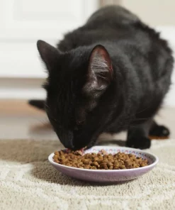 Frisco Kaleidoscope Pattern Non-skid Ceramic Cat Dish, Purple, 0.62 Cup -Pet Food Gear Shop 256088 PT2. SY630 V1616167026